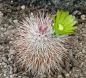 Preview: Echinocereus viridiflorus var. canus (Solitario)